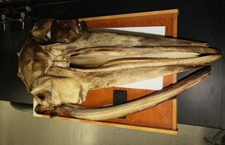 fin whale skull