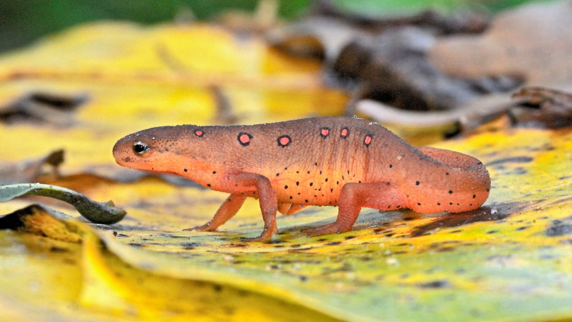 Red, brown and orange Eastern newt