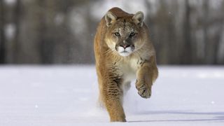 Mountain lion running through the snow