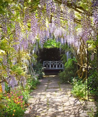 An outdoor space with an arch of purple wisteria and a stone path leading up to a light blue iron bench with a hedge behind it