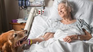 A golden retriever comforting an old lady in a hospital bed