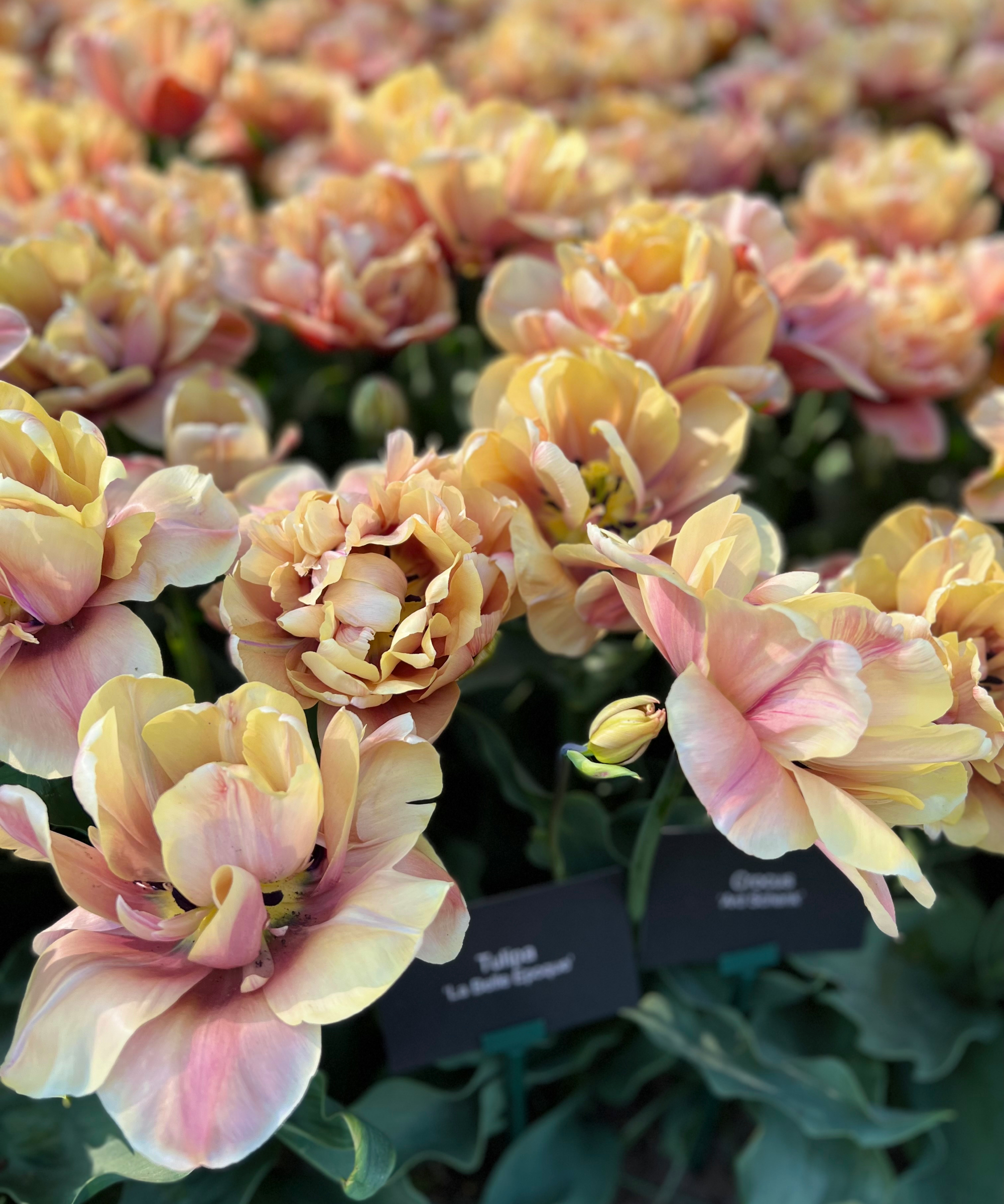 la belle epoque tulips in bloom