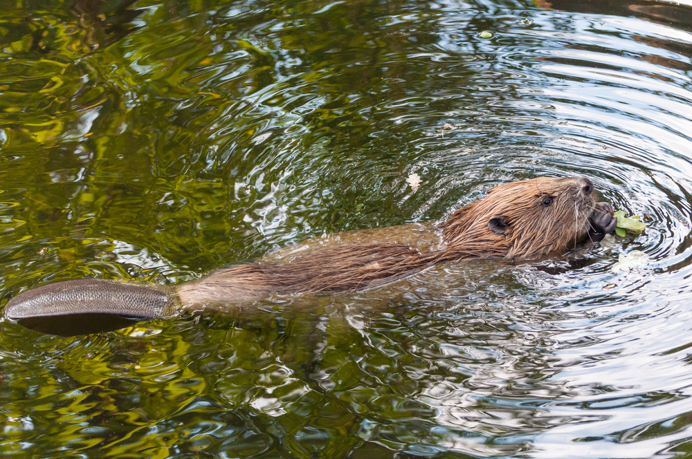 baby beaver tail