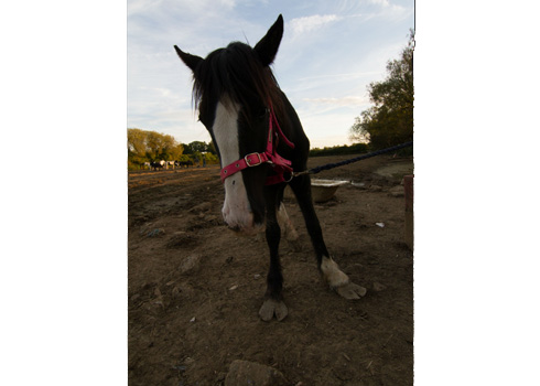 2bad feet - credit World Horse Welfare