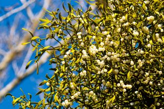 large bunch of mistletoe