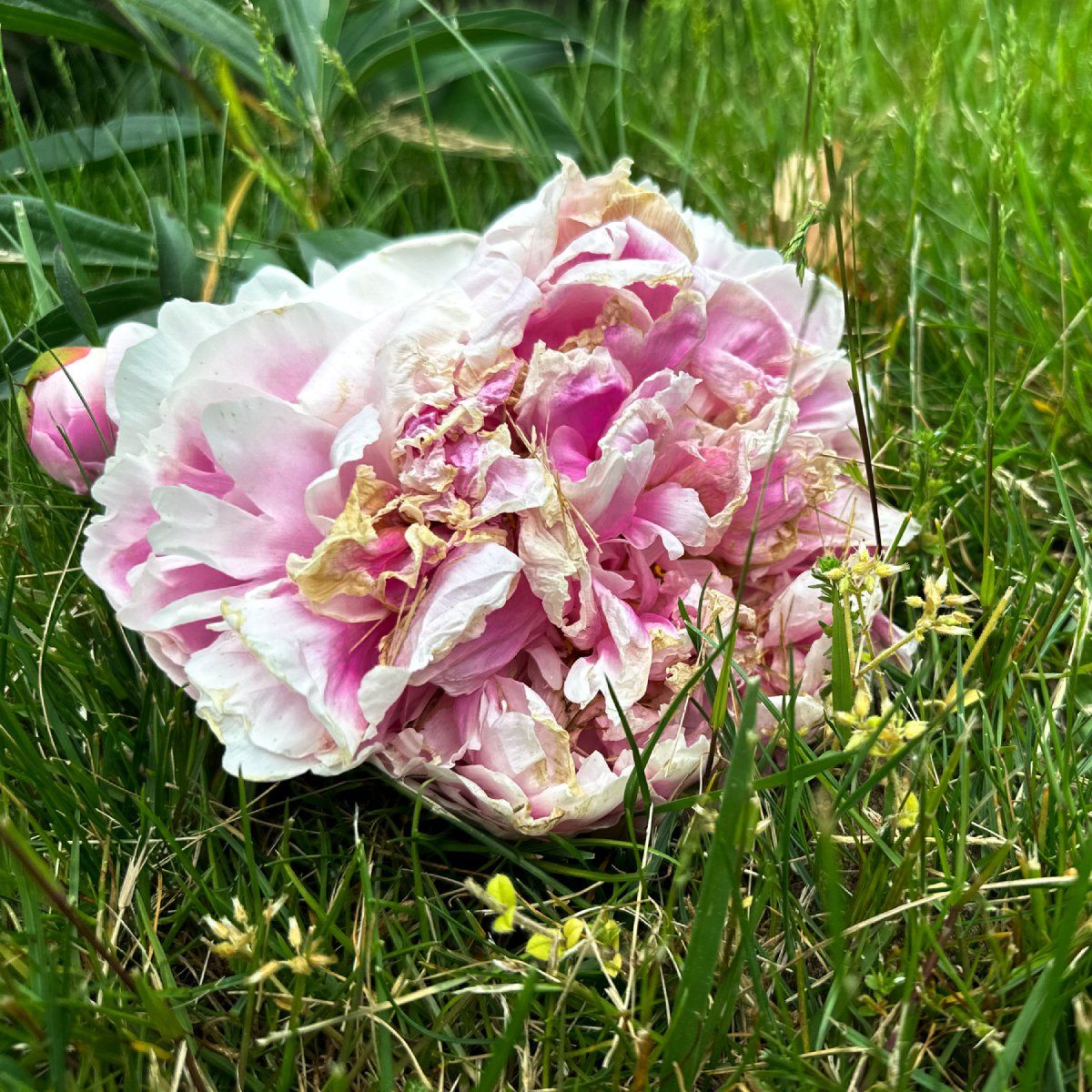 Deadheading Peonies: How To Do It And Why