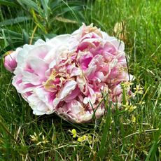A wilted pink peony lying in the grass