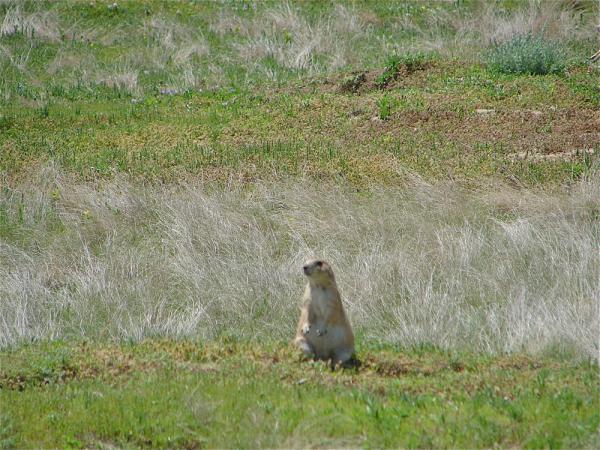 Photos: Prairie Dog Images | US Wildlife, American Prairies | Live Science