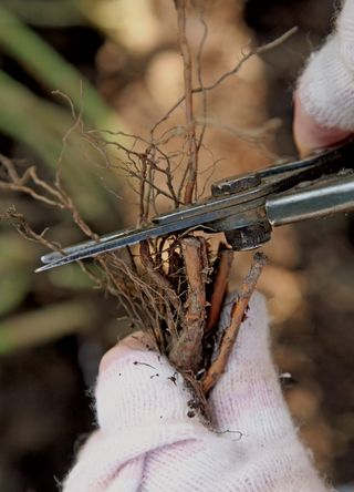 Person trimming the exposed roots of a bare root rose bush with a pair of secateurs ready to plant