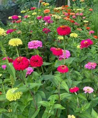 zinnia of different colors as plants for pollinators