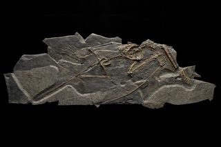 This recently discovered pterosaur, found in Liaoning Province, China, has a long, straight tail.