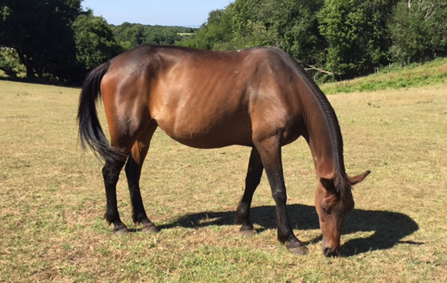 starved horse