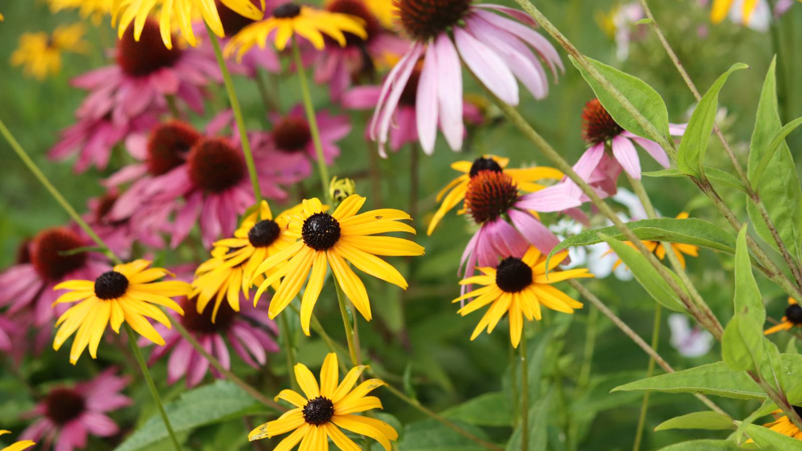 Black eyed susan and coneflower flowers