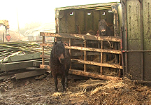 Scrapyard-Ponies.jpg