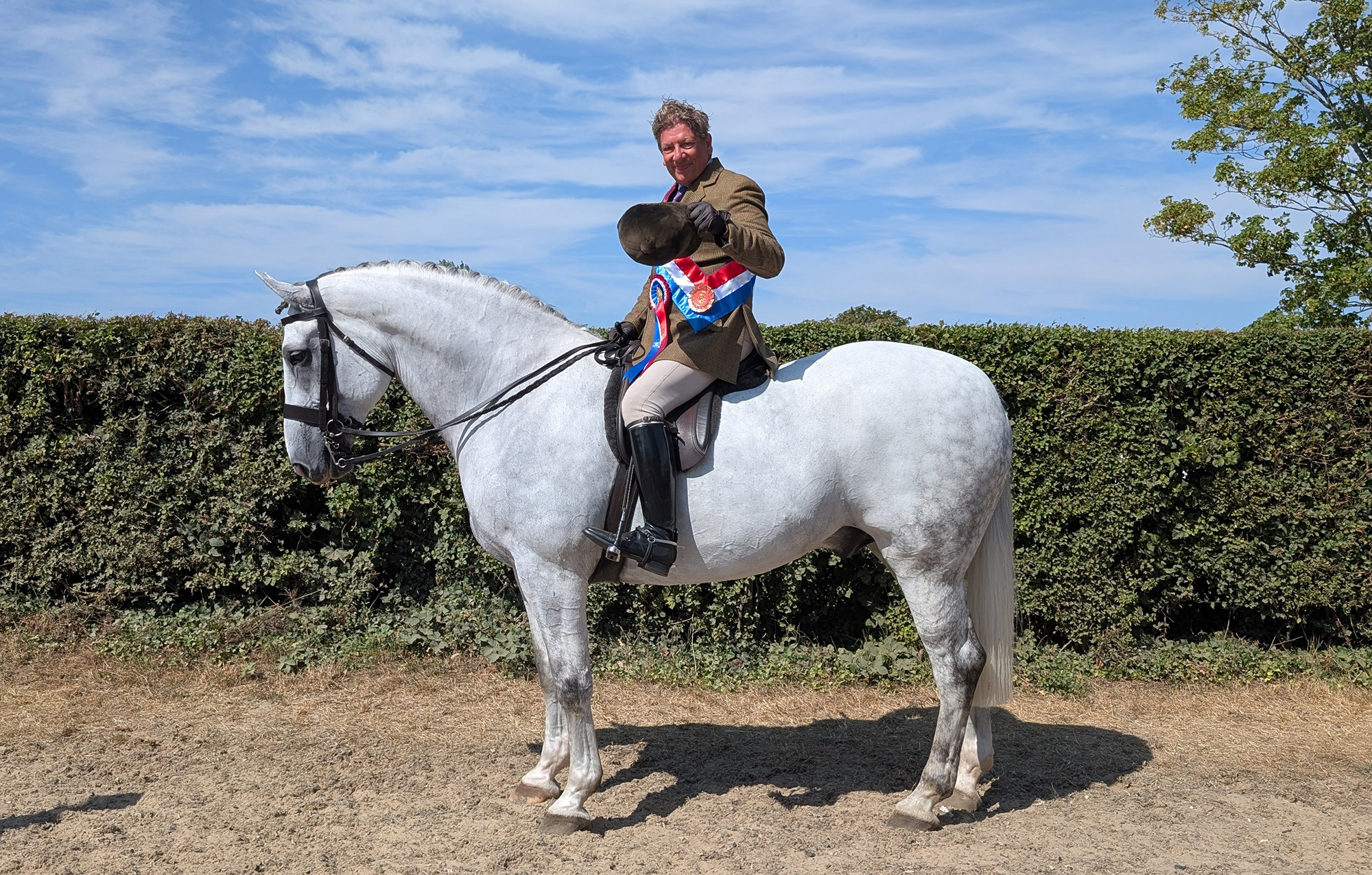 A stocky pure-bred grey Irish Draught with rider wearing the champion's tricolour sash and rosette
