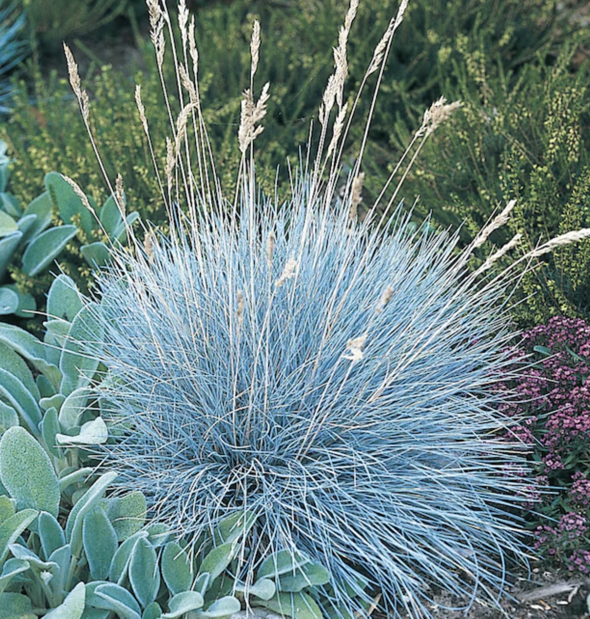 Elijah blue fescue plant with blue foliage and white seed heads