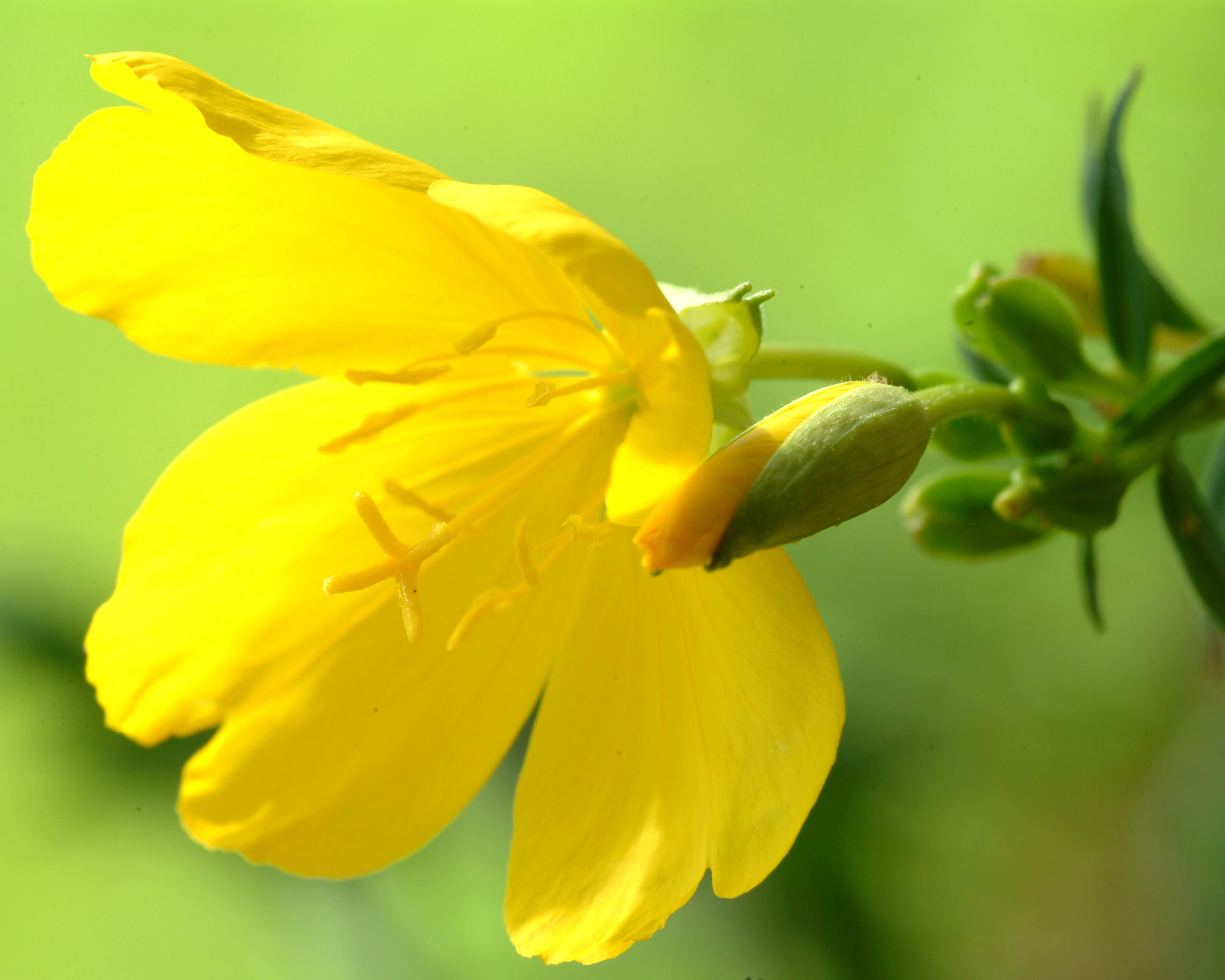 Blossom of Oenothera biennis, evening-primrose, evening star, or sun drop. Evening primrose is considered to have beneficial health effects, largely due to its GLA content