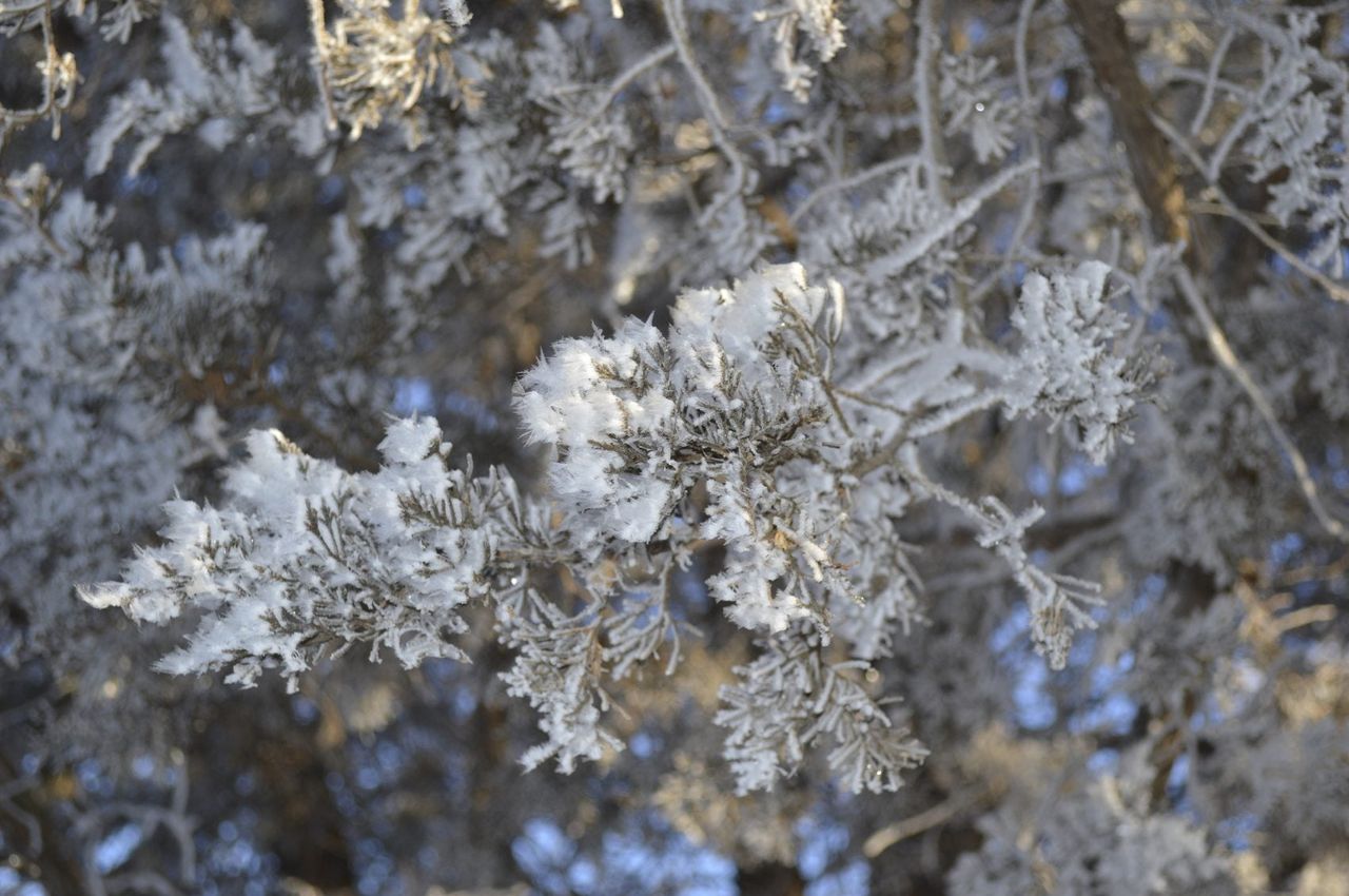 Cedar Tree Covered In Snow