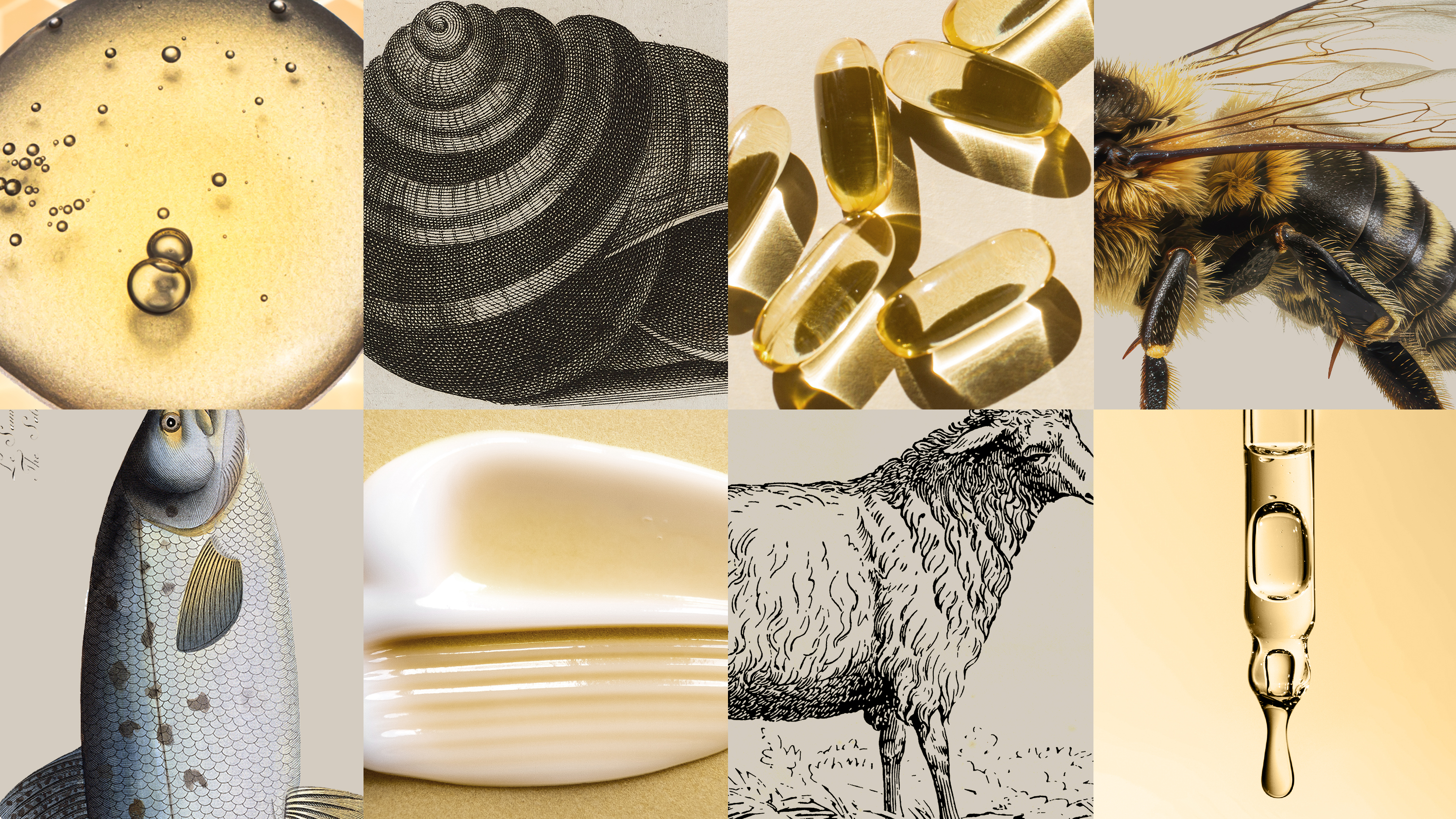 Images of a shell, bee, sheep, fish, and skincare products such as a serum, moisturizer, and ampoules on a black and white and muted yellow background.