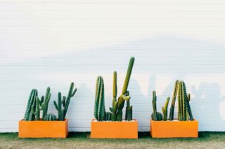 cactus in yellow pots
