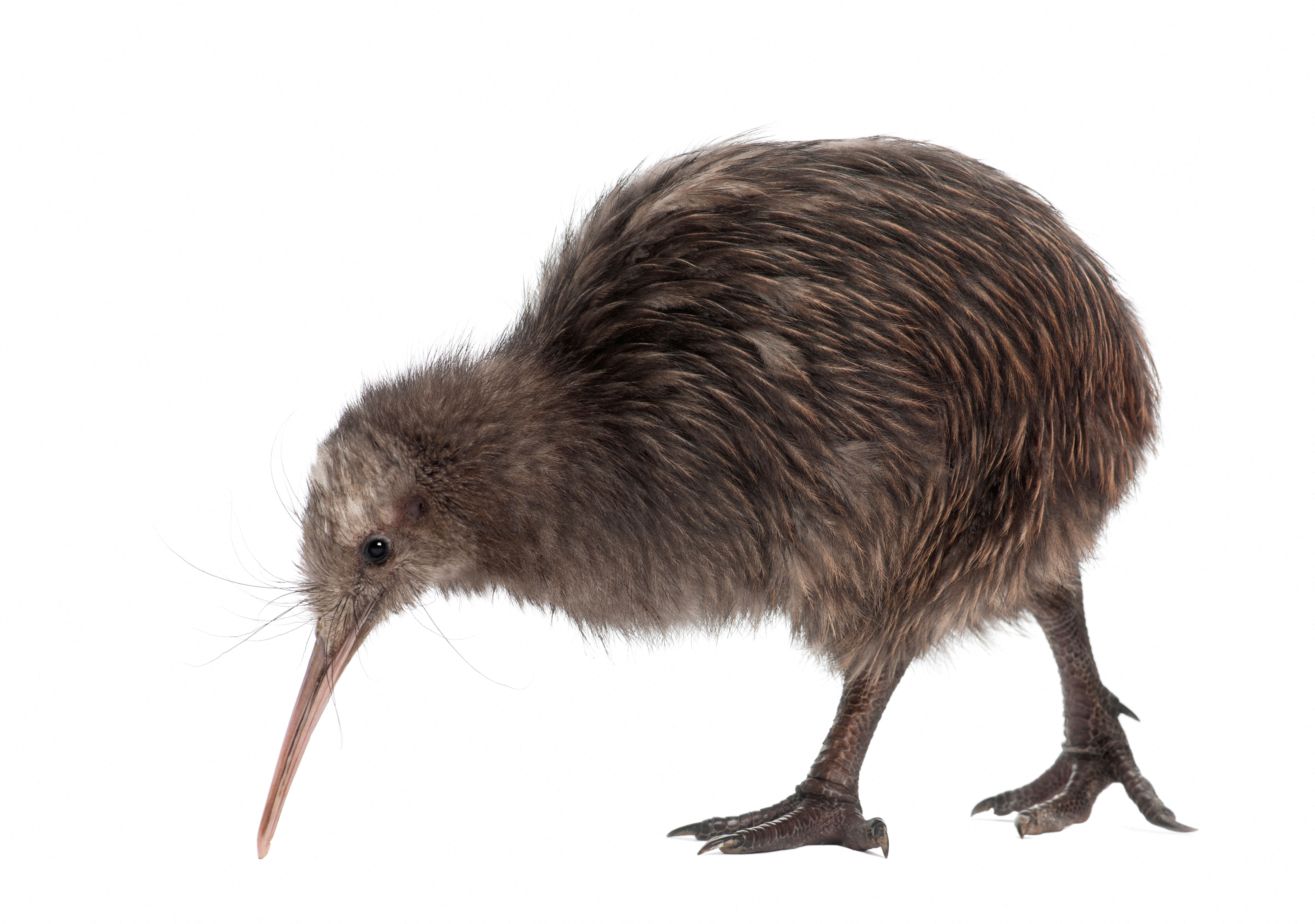 Kiwi bird pecking at the ground on a white background