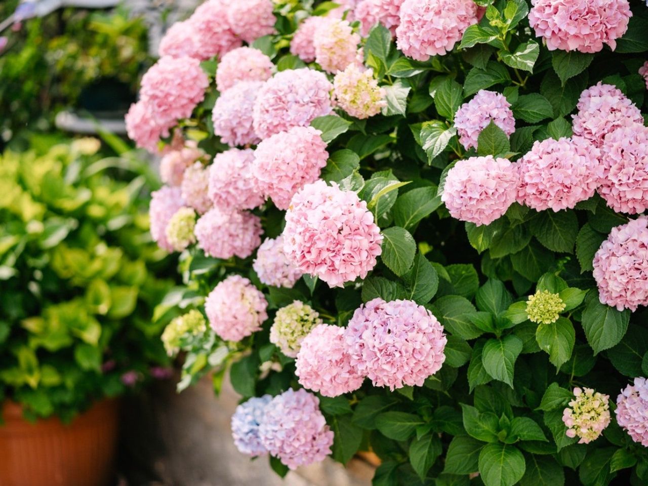 Pink Hydrangea Bush