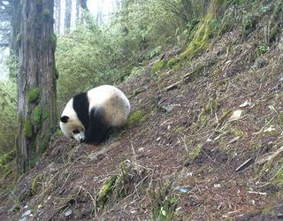 pandas, pekong university, WWF, china's creatures