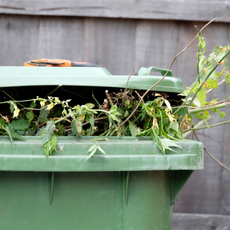 Green garden waste bin with branches inside.