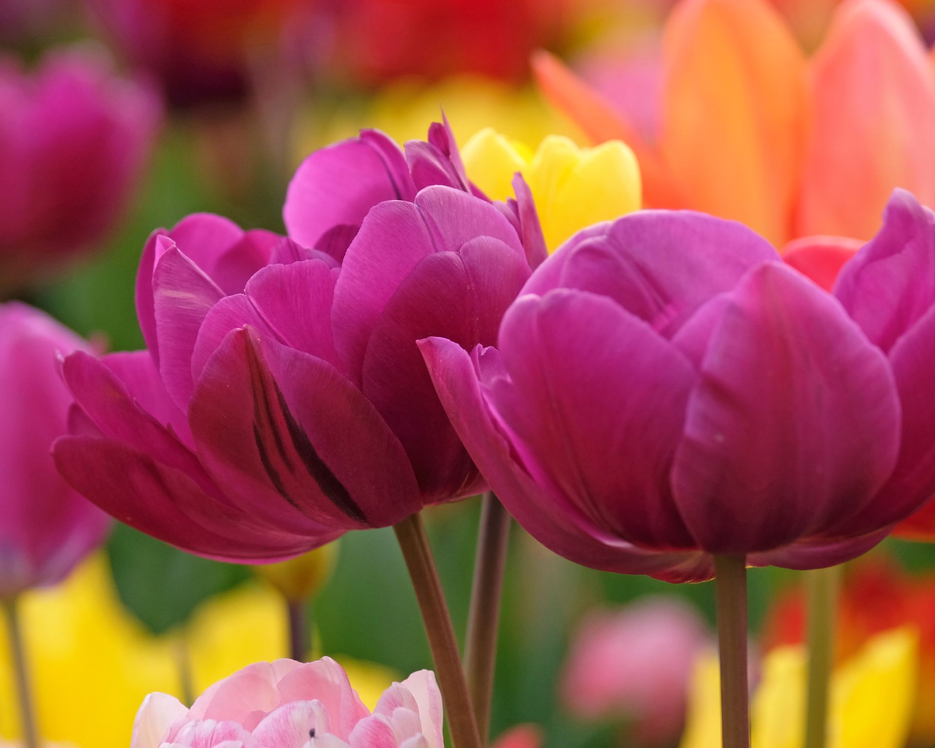 Purple tulip, tulipa 'negrita double' in flower.