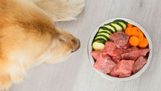 Dog with bowl of cucumbers, carrots and raw meat