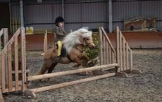 Summer-jumping.jpg