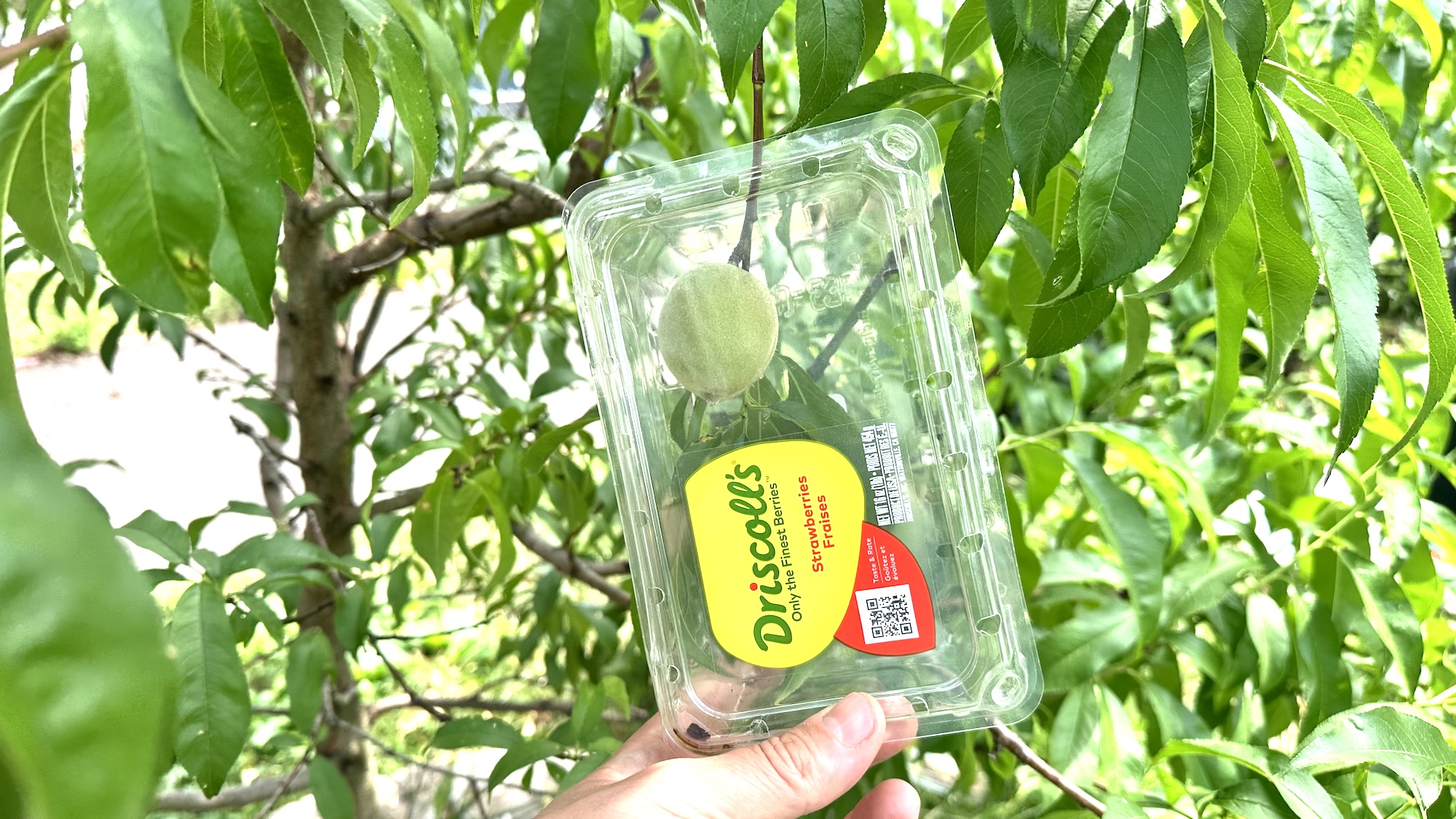 strawberry container around a peach