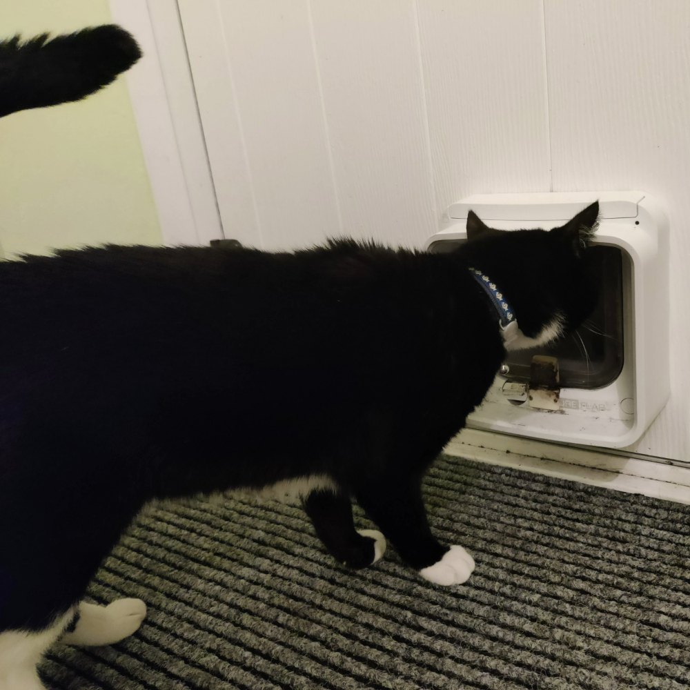 Toby Jackson's cat, Banjo, poking his head in front of the SureFlap Microchip Cat Door Connect, one of the best microchip cat flaps