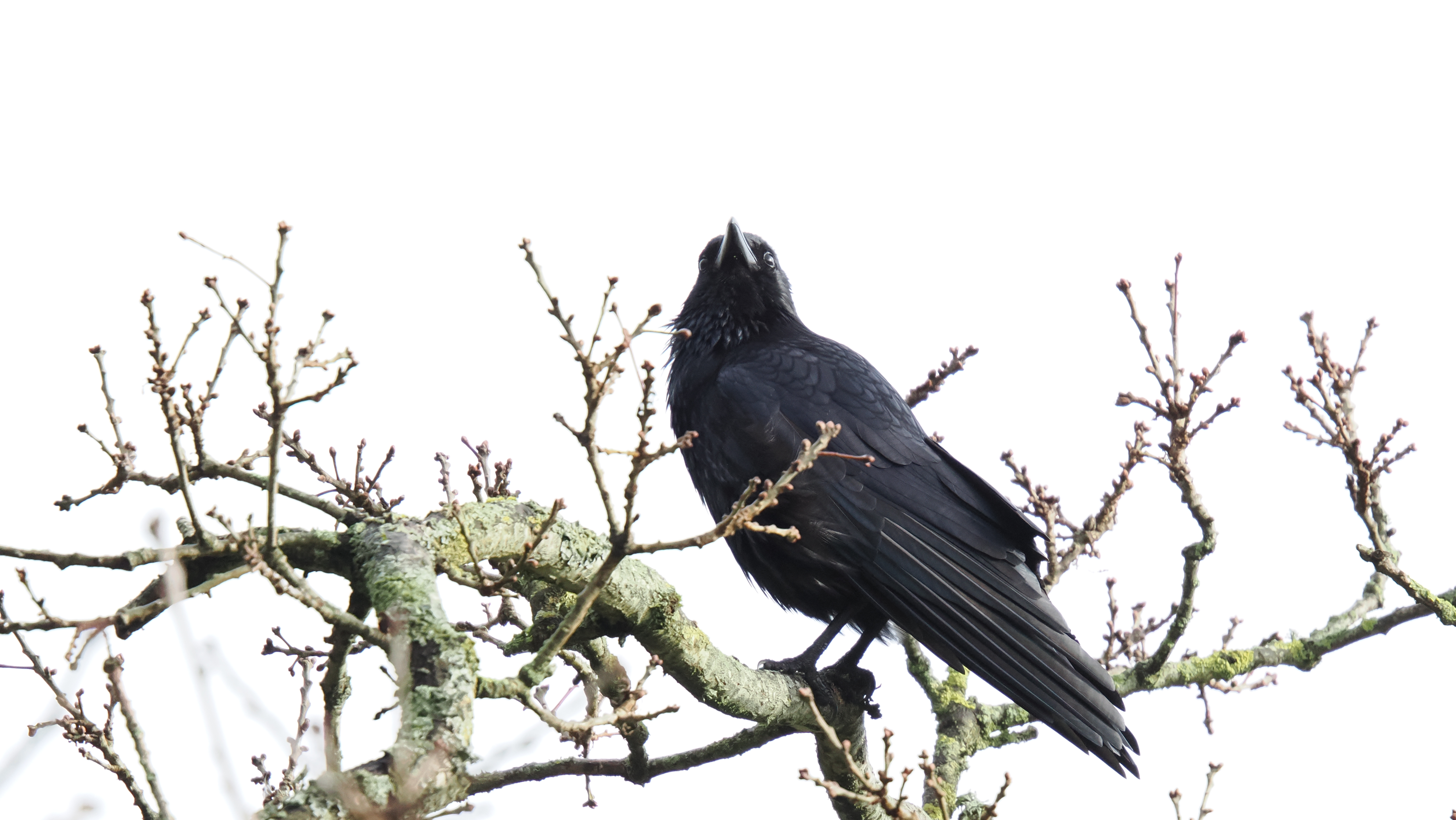 A photo taken on an OM System OM-1 Mark II Micro Four Thirds mirrorless camera