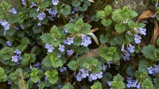 Ground ivy creeping charlie in a garden