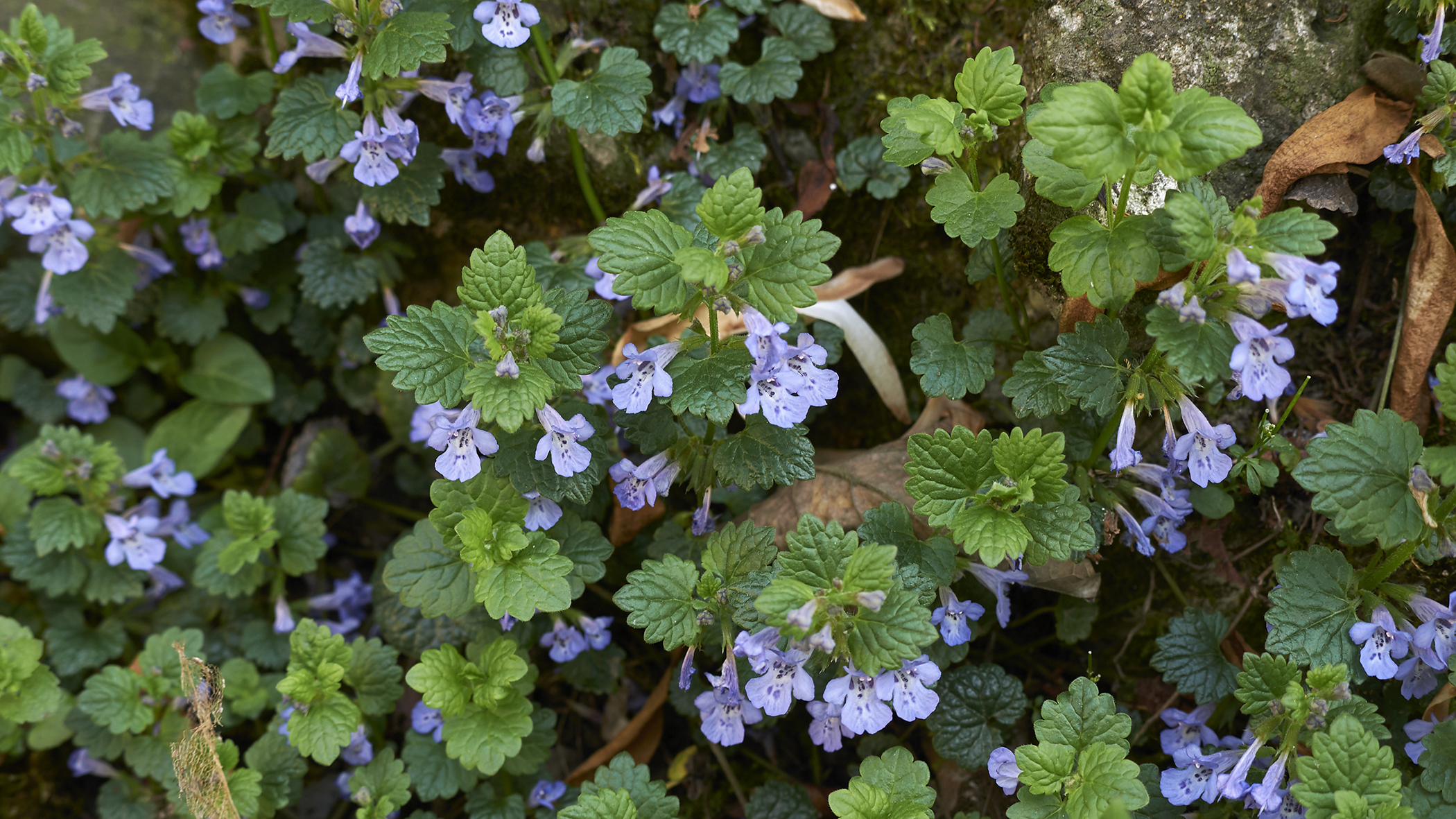 Ground ivy creeping charlie in a garden