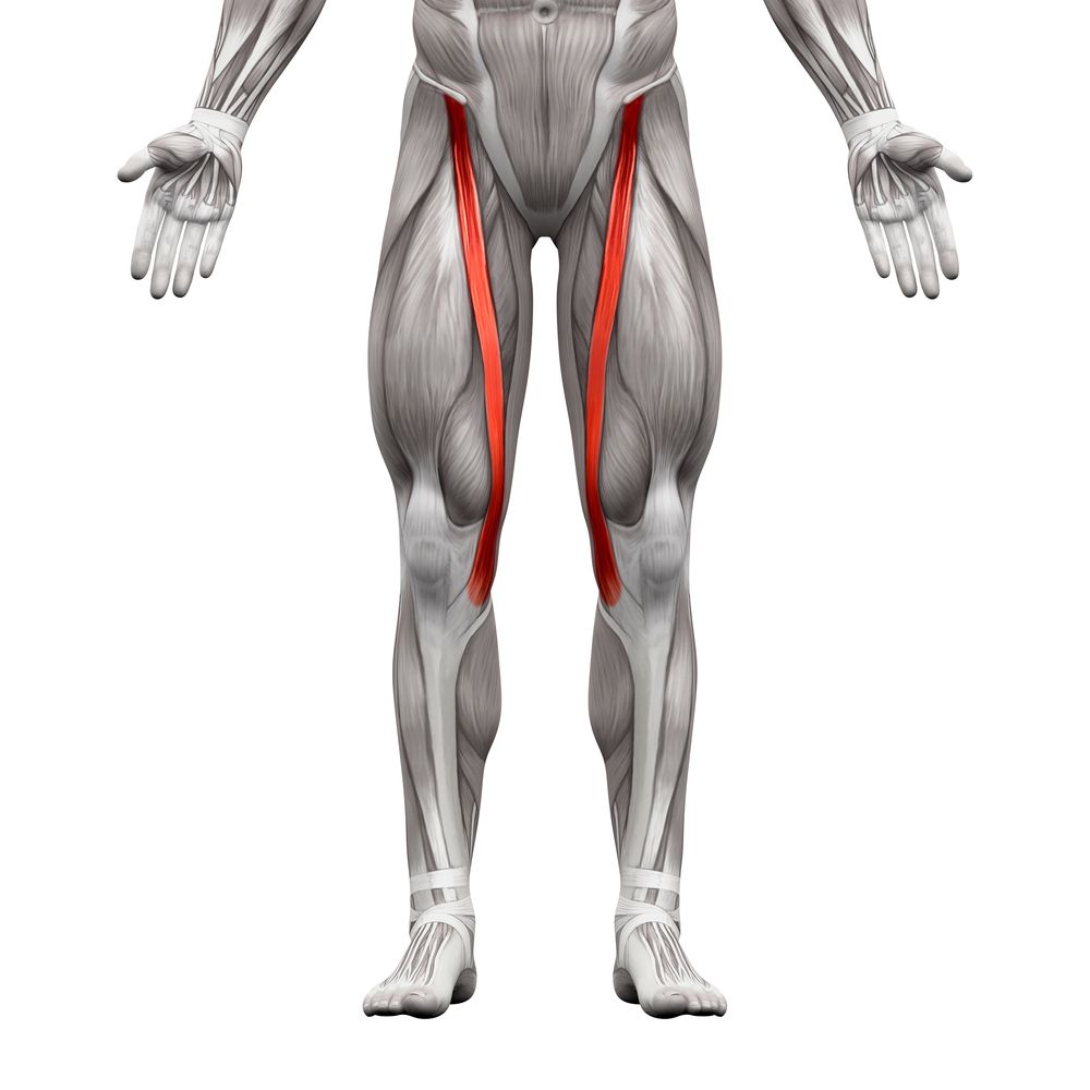 Meet Your Muscles: 6 Remarkable Human Muscles 