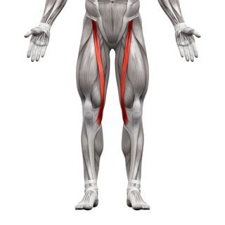 The sartorius muscle is the longest muscle in the human body.