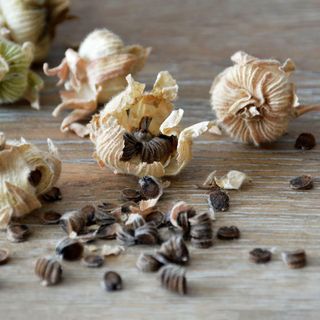 Collecting hollyhock flower seeds from dried seed pods