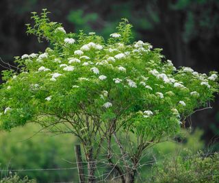 elder American elderberry maturing as a shrub