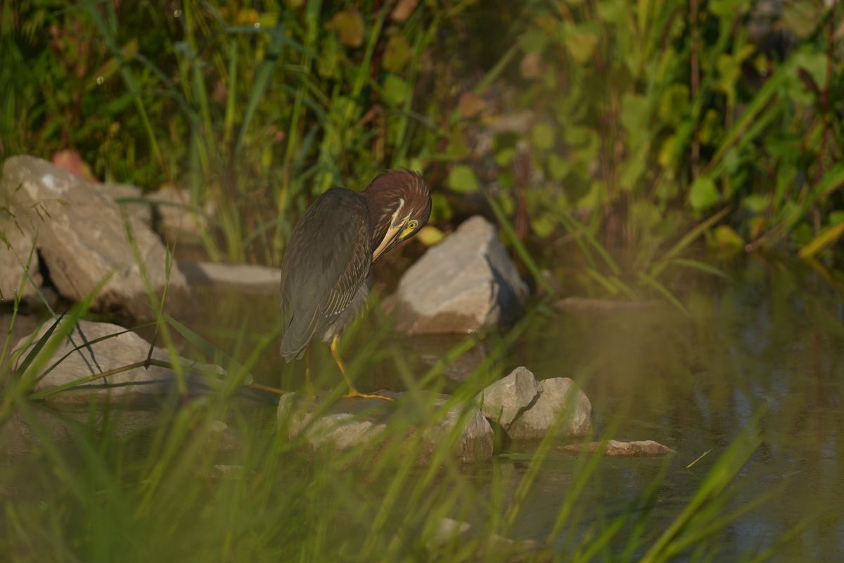 Image sample from the Sony FE 600mm f/6.3 GM OSS