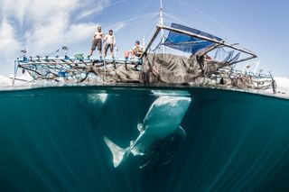 Whale sharks in Cendrawasih Bay feeding on baitfish beneath a bagan lift-net vessel.