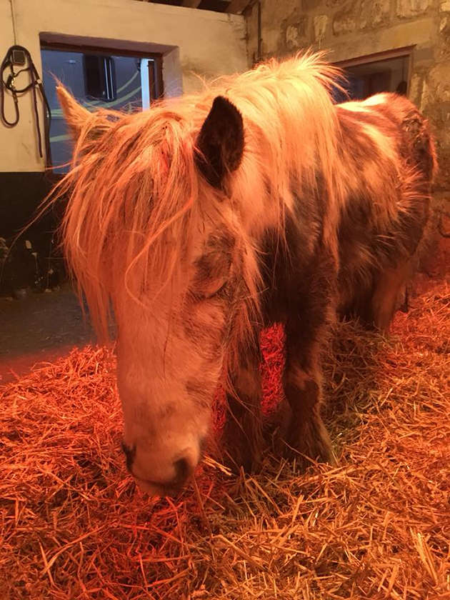 Tino in stable