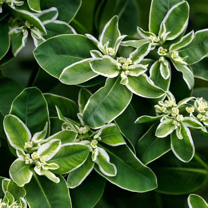 White and green leaves