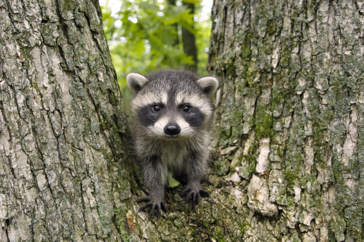 how to get rid of raccoons under deck