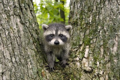 Raccoon