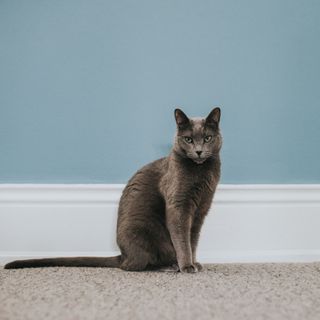 cat on grey carpet in front of blue wall