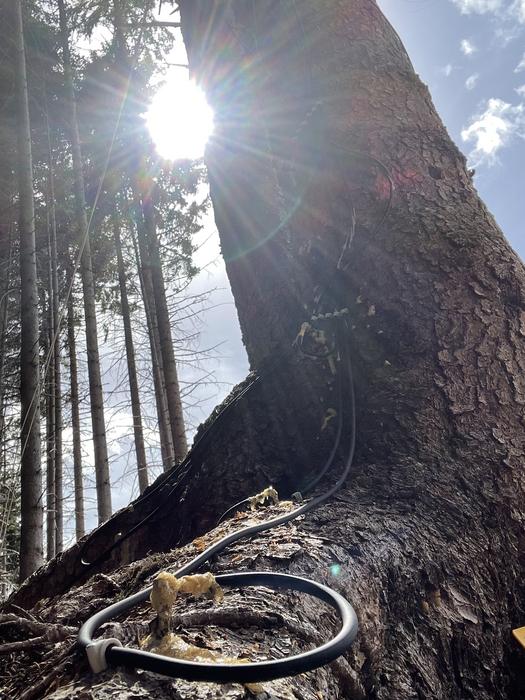 A tree with a wire attached to it.