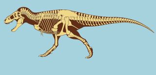 Artwork by Scott Hartman reveals the bone structure of T. rex.