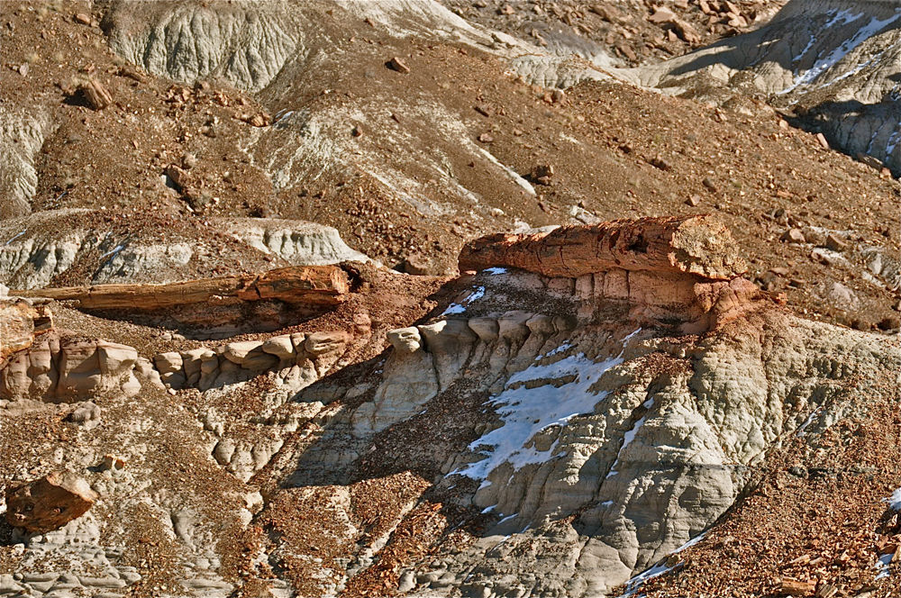 petrified forest national park, fossils